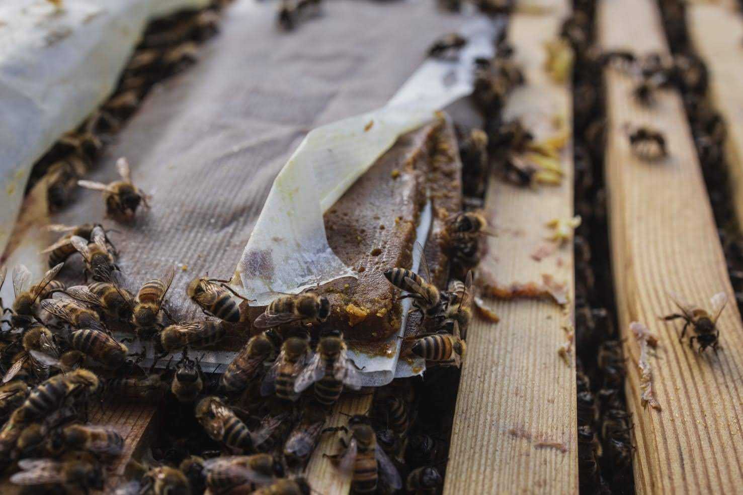 Tarhaajien kokemuksia WonderBee-ravintokakuista