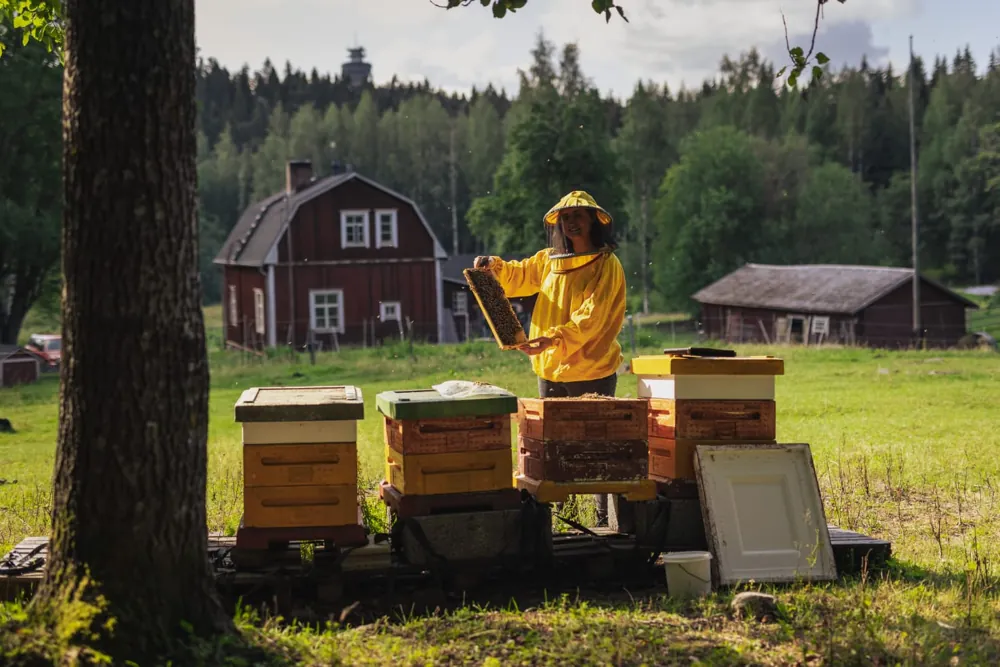 Beehives in front of a red Finnish farmhouse, with a beekeeper lifting a frame