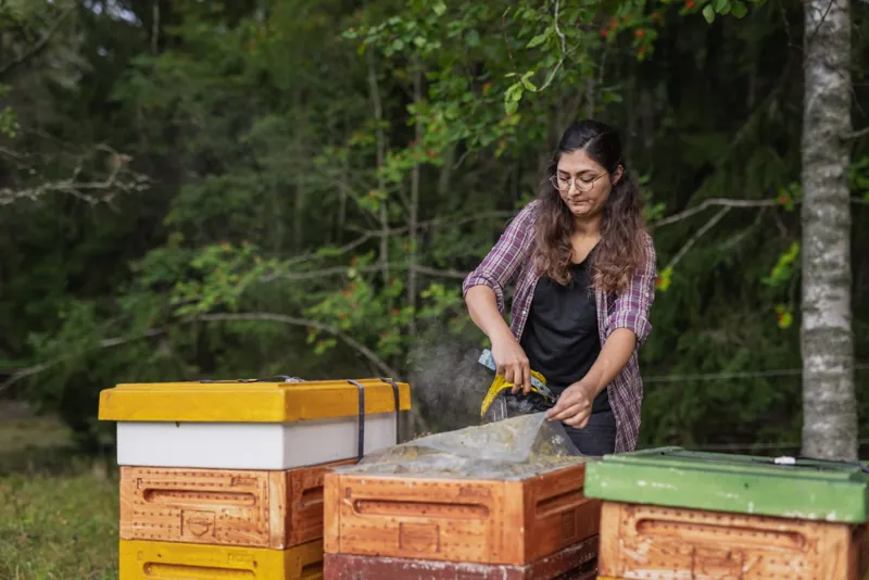 A beekeeper using a smoker while opening a hive