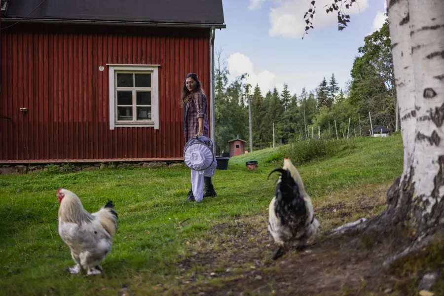 Hens roaming the farmyard where the hives stand