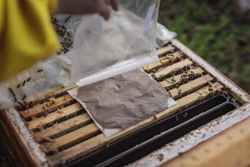 A WonderBee patty being placed on top of the frames of an open hive